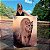 Quadro Decorativo Canvas Animal Selvagem Puma Vertical - Imagem 1