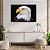 Quadro Decorativo Flutuante Animais Águia-de-cabeça-branca - Imagem 4