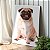Quadro Decorativo Canvas Dog Pug Pets Vertical - Imagem 3