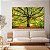 Quadro Decorativo Canvas Paisagem Árvore Grande com Folhas caídas no chão Horizontal - Imagem 4