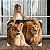 Quadro Decorativo Canvas Animais Casal De Leões Deitados Horizontal - Imagem 1