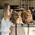 Quadro Decorativo Canvas Animais Casal De Leões Deitados Horizontal - Imagem 7