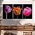 Quadro Decorativo Canvas Trio Tulipas Coloridas em Fundo Preto - Imagem 5