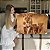 Quadro Decorativo Flutuante Animais Leoa com Dois Filhotes Horizontal - Imagem 1