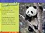 national geographic kids readers pandas - Imagem 2