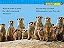 national geographic kids readers meerkats - Imagem 2