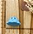 BISCUIT POLVO DO HUMOR AZUL BEBÊ - Imagem 1
