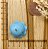 BISCUIT POLVO DO HUMOR AZUL BEBÊ - Imagem 2