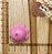 BISCUIT POLVO DO HUMOR ROSA - Imagem 2