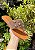 Chinelo Borboleta Lary Ouro - Imagem 4