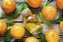 Óleo Essencial Mandarina Amarela- 10ml - Imagem 2