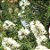 Óleo Essencial Tea Tree - Melaleuca - 10ml - Imagem 2