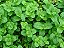Óleo Essencial Menta pepermint - 10ml - Imagem 2