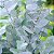 Óleo Essencial Eucalyptus globulus - 10ml - Imagem 2