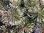 Árvore Pinheiro De Natal  Luxo Verde Nevada 2,40m 704 Galhos - Imagem 3