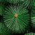 Árvore De Natal Pinheiro Luxo Verde 1,20m C/ 103 Galhos - Imagem 4
