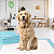 Tapete Higiênico Para Cães Pet Training Pads 90x60cm 60 Unds - Imagem 6