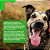 Antipulgas e Carrapatos Frontline Plus para Cães de até 10kg - Imagem 6