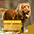 Omega 3 Dog 1000mg C/90 Cápsulas 90g - Organnact - Imagem 5