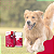 Galliprant 60 mg Anti-inflamatório para Cães Elanco – 30 Comprimidos - Imagem 10