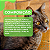 Beneflora Vet Suplemento Alimentar Para Cães Gatos Avert 14g - Imagem 7