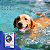 Condroplex Lb 60 Comprimidos 120g Suplemento Cães Avert - Imagem 6