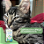 Suplemento Avert Up Flora para Cães e Gatos 8 Cápsulas - Imagem 3
