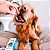 Antipulgas e Carrapatos Bravecto MSD para Cães de 20 a 40 kg + BRINDE - Imagem 11