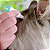 Antipulgas Bravecto Transdermal Gatos 2,8 a 6,25kg 250 mg - Imagem 11