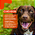 Aurigen Gel Otológico para Cães 15 g Ouro Fino - Imagem 6