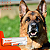 Aurigen Gel Otológico para Cães 15 g Ouro Fino - Imagem 7