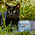 Postbiotic Organnact Suplemento para Cães e Gatos 60g - Imagem 10
