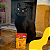 Kit 15 Sachê Ração Úmida Friskies Gatos Adultos Carne ao Molho 85g - Imagem 9