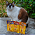 Kit 15 Sachê Ração Úmida Friskies Gatos Adultos Salmão ao Molho 85g - Imagem 10