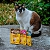 Kit 15 Sachê Ração Úmida Friskies Gatos Adultos Peru ao Molho 85g - Imagem 10