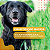 Suplemento Vitamínico Organnact Ômega 3 Dog para Cães C/90 Comprimidos – 500mg + Brinde - Imagem 5