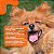 Tapete Higiênico Ultra Secão Carvão Ativado 80x60 Great Pets 30un + Brinde - Imagem 6
