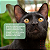 Brinquedo Abacate com Rolo de Catnip 100% Natural para Gatos – Avocatnip Jambo - Imagem 7