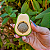 Brinquedo Abacate com Rolo de Catnip 100% Natural para Gatos – Avocatnip Jambo - Imagem 11