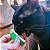 Brinquedo Abacate com Rolo de Catnip 100% Natural para Gatos – Avocatnip Jambo - Imagem 15
