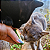 Brinquedo Abacate com Rolo de Catnip 100% Natural para Gatos – Avocatnip Jambo - Imagem 16