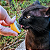 Brinquedo Ovo com Rolo de Catnip 100% Natural para Gatos - Imagem 16