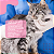 Lenço Limpa Olhos Great Pets para Cães e Gatos Eyes Clean Buddy – Higiene Ocular Prática - Imagem 7