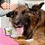 Lenço Limpa Olhos Great Pets para Cães e Gatos Eyes Clean Buddy – Higiene Ocular Prática - Imagem 9