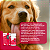 Galliprant 100 mg Anti-inflamatório para Cães Elanco – 7 Comprimidos - Imagem 9