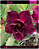 RD Anju - Imagem 1