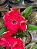 RD Big Rose - Imagem 2