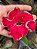 RD Big Rose - Imagem 3