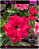 RD Big Rose - Imagem 1