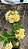 RD Bridal Bouquet - Imagem 2